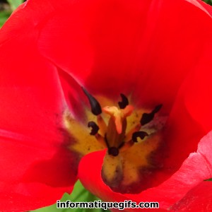 Photo de tulipe rouge