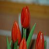 tulipe berck