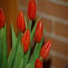 Image fleur tulipe