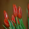 bouquet de tulipe rouge