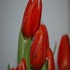 tulipe dessin