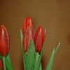 Image tulipe rouge avec feuille verte