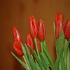 avatar tulipe avec branche verte