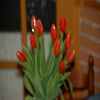 Pleins de belles tulipes dans un pot