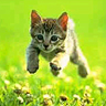 un chat qui joue dans la pelouse verte