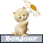 Gif bonjour image paquerette avec chat blanc