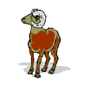 Gifs chevre