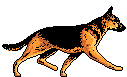 Image gif chien de race