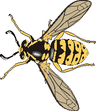 Image mouche clip art insecte