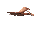 Gifs deinomychus