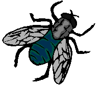 image mouche verte
