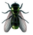 clipart mouche qui vole