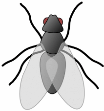gros insecte volant