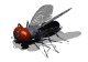 Gifs mouche