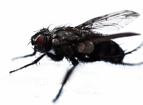 image mouche illustration
