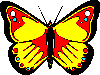 image papillon jaune