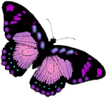 un beau butterfly violet et noir