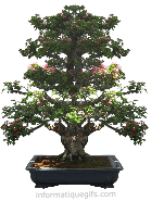 image bonsai petit arbuste