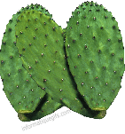 image feuille de Cactaceae