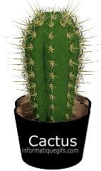 cactus en pot