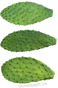 trois feuilles de cactus