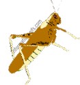 image insecte grillon migrateur