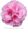 image oeillet rose