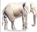 clip art elephant a trompe