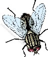image mouche bebe
