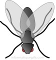 image clipart mouche qui pique
