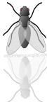 clipart mouche a caca
