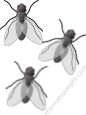 clipart insecte bleu
