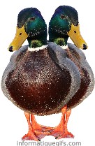 canard clipart