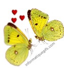 papillons blancs amoureux