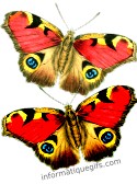 image de papillon gendarme