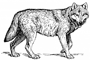 image de loup blanc et noir