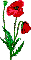 Image coquelicot