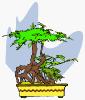 Image bonsai dans son pot