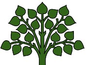 Illustration arbre bonzai