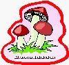 champignon rouge