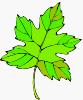 clipart feuille verte