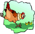 poule avec petit poussin