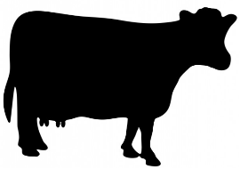 image vache noir