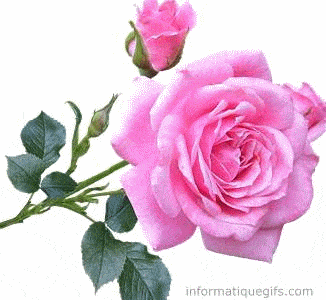 grande rose couleur