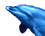 belle image dauphin bleu