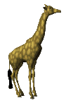 Animation gif girafe