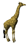 Animation gif girafe