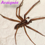 araignée