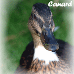 canard