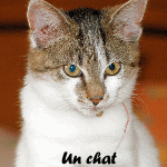 chat